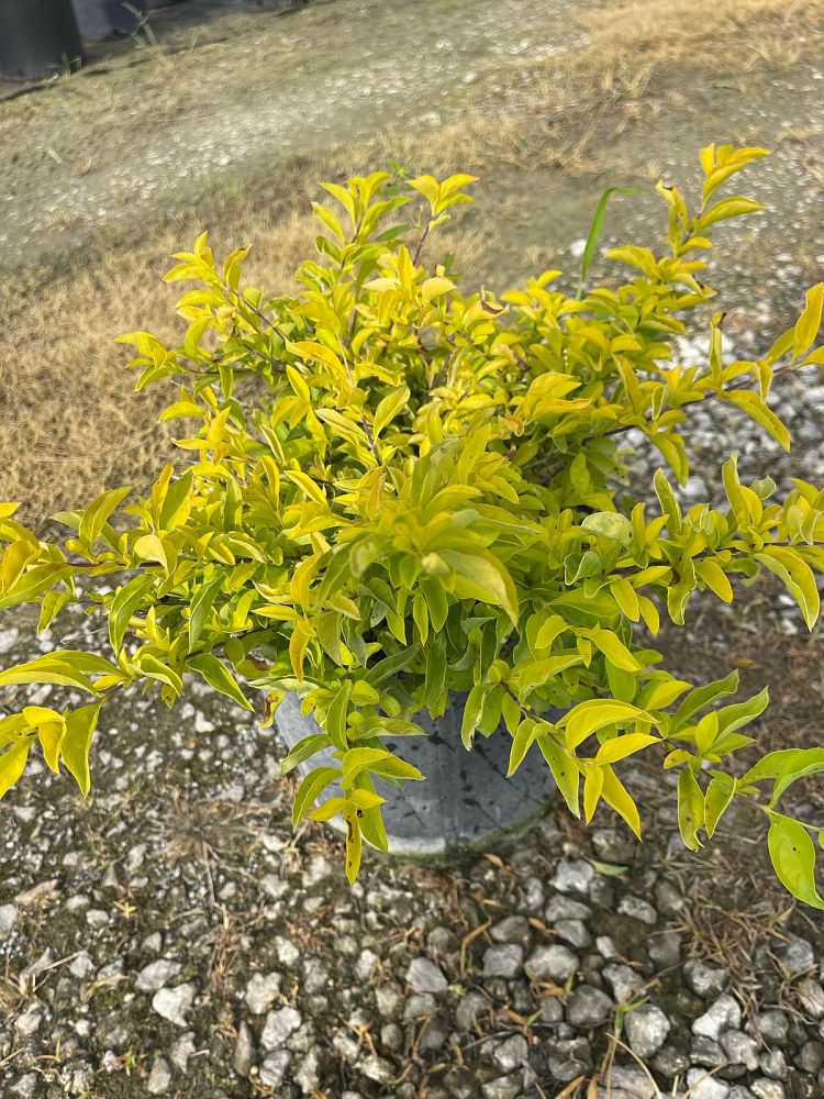 duranta-erecta-gold-mound-golden-dewdrop-duranta-repens