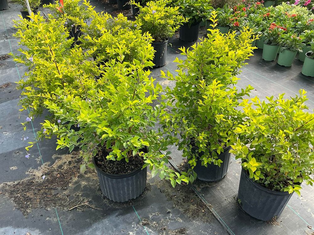 duranta-erecta-gold-mound-golden-dewdrop-duranta-repens