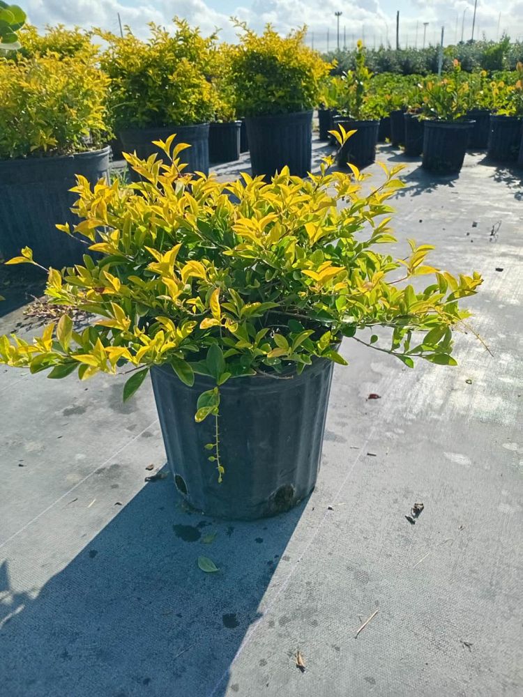 duranta-erecta-gold-mound-golden-dewdrop-duranta-repens