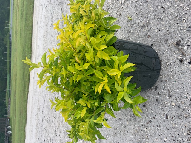 duranta-erecta-gold-mound-golden-dewdrop-duranta-repens