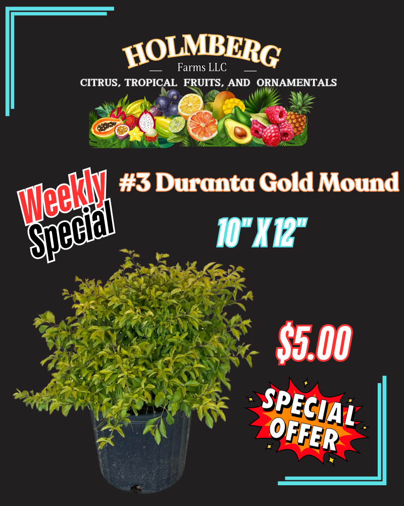 duranta-erecta-gold-mound-golden-dewdrop-duranta-repens