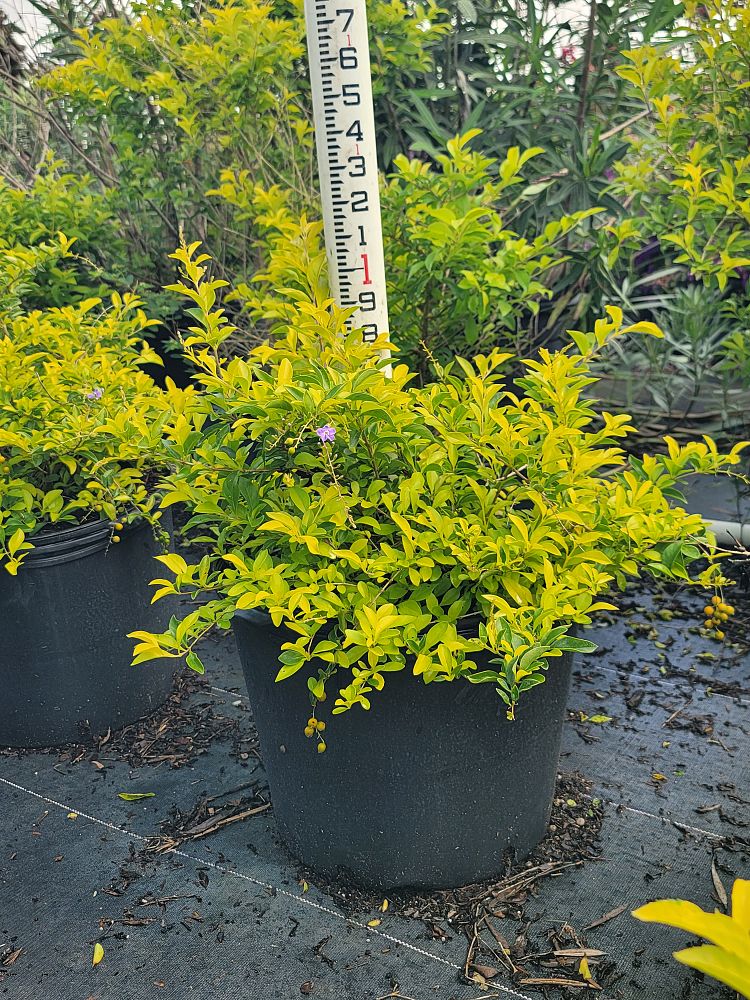 duranta-erecta-gold-mound-golden-dewdrop-duranta-repens