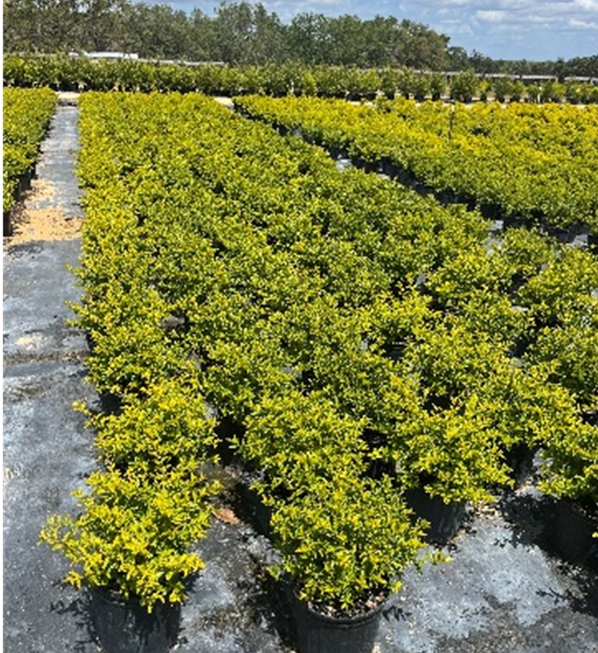 duranta-erecta-gold-mound-golden-dewdrop-duranta-repens