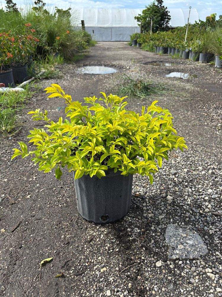 duranta-erecta-gold-mound-golden-dewdrop-duranta-repens