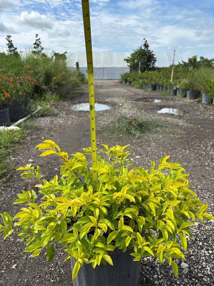 duranta-erecta-gold-mound-golden-dewdrop-duranta-repens