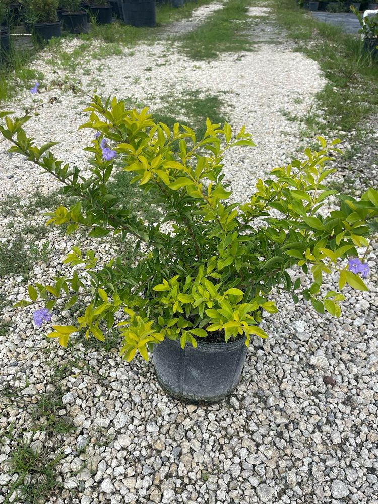 duranta-erecta-gold-mound-golden-dewdrop-duranta-repens
