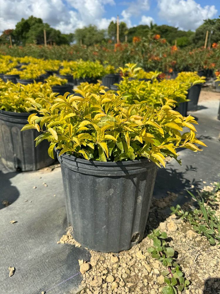 duranta-erecta-gold-mound-golden-dewdrop-duranta-repens