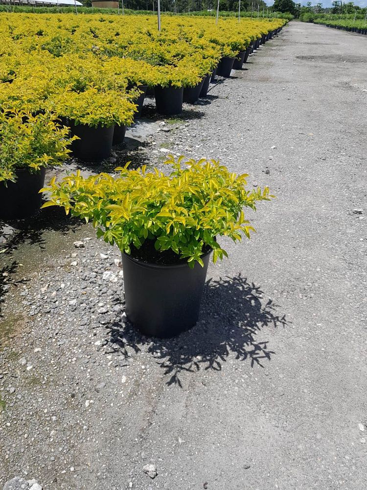 duranta-erecta-gold-mound-golden-dewdrop-duranta-repens