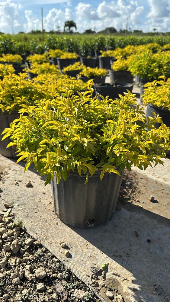 duranta-erecta-gold-mound-golden-dewdrop-duranta-repens