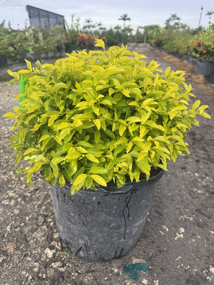 duranta-erecta-gold-mound-golden-dewdrop-duranta-repens