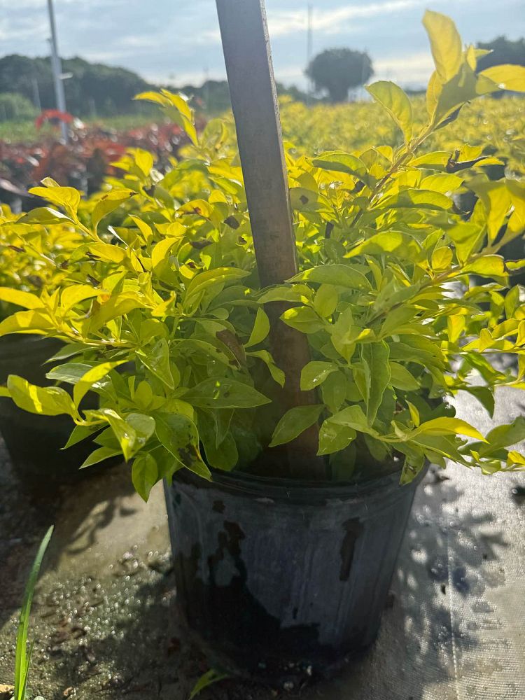 duranta-erecta-gold-mound-golden-dewdrop-duranta-repens