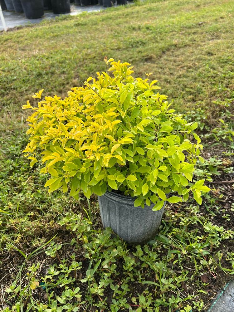 duranta-erecta-gold-mound-golden-dewdrop-duranta-repens