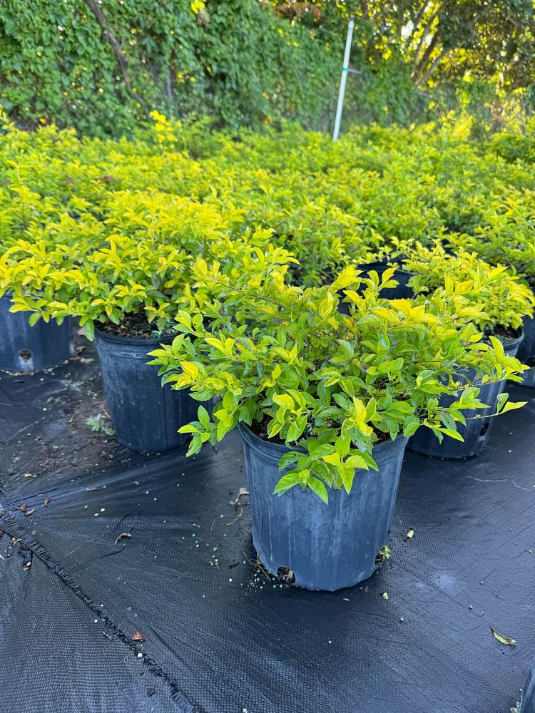 duranta-erecta-gold-mound-golden-dewdrop-duranta-repens