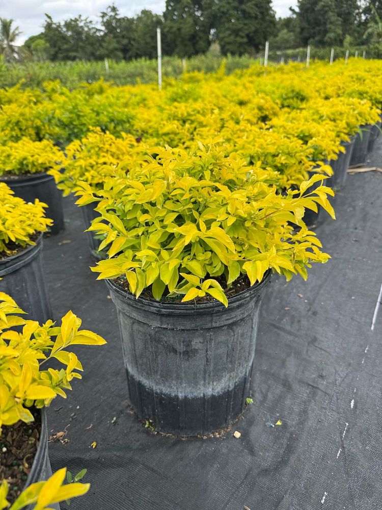 duranta-erecta-gold-mound-golden-dewdrop-duranta-repens