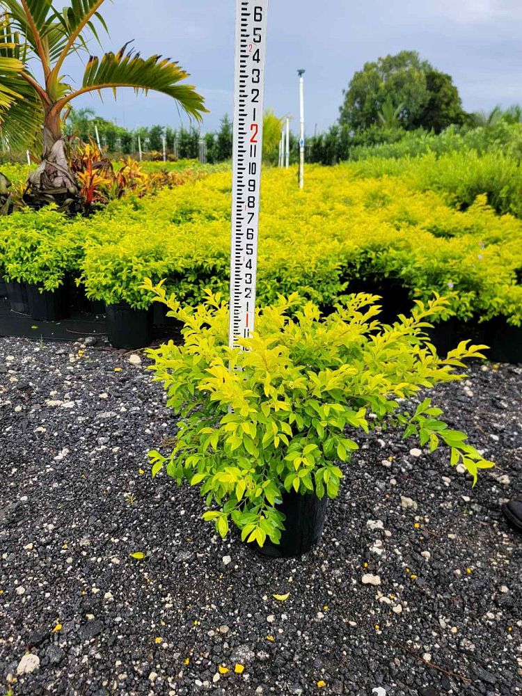 duranta-erecta-gold-mound-golden-dewdrop-duranta-repens