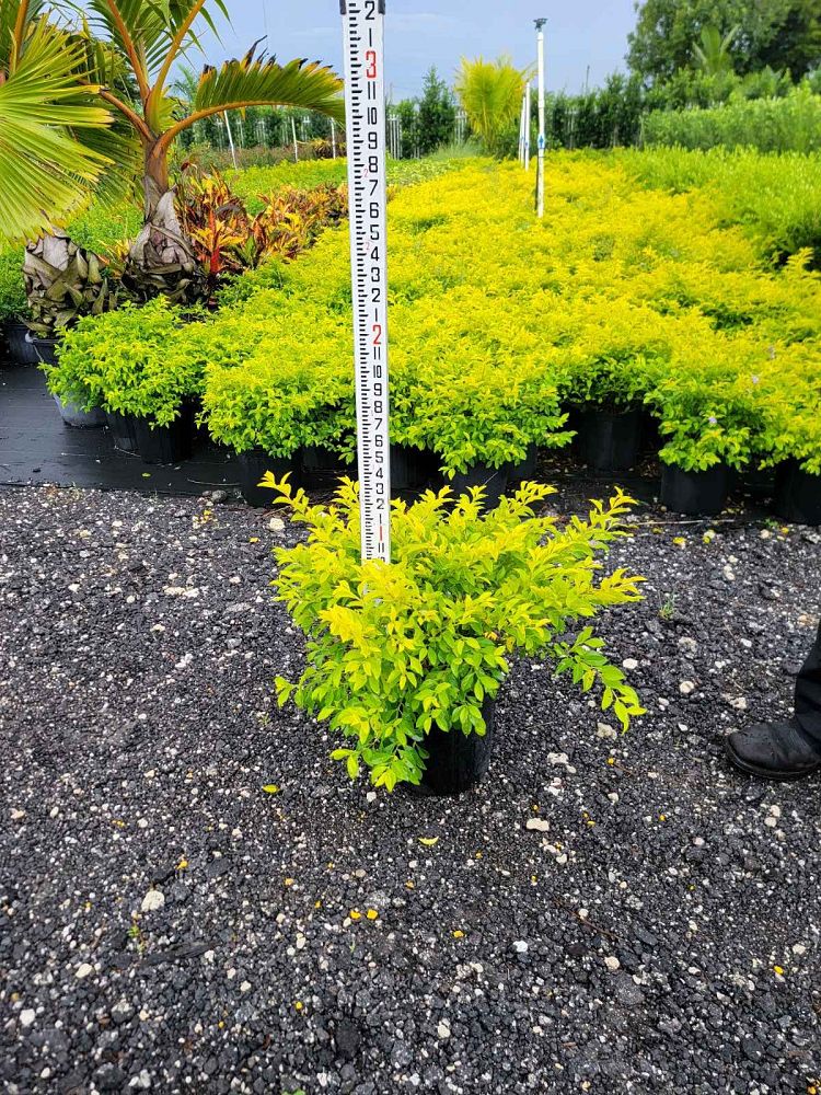 duranta-erecta-gold-mound-golden-dewdrop-duranta-repens