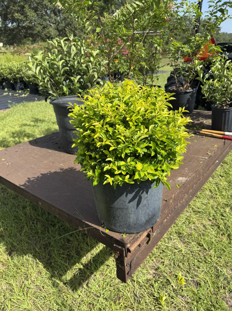 duranta-erecta-gold-mound-golden-dewdrop-duranta-repens