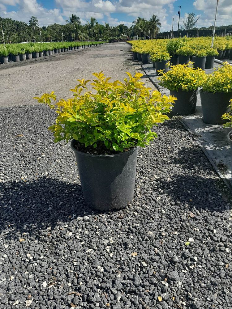 duranta-erecta-gold-mound-golden-dewdrop-duranta-repens