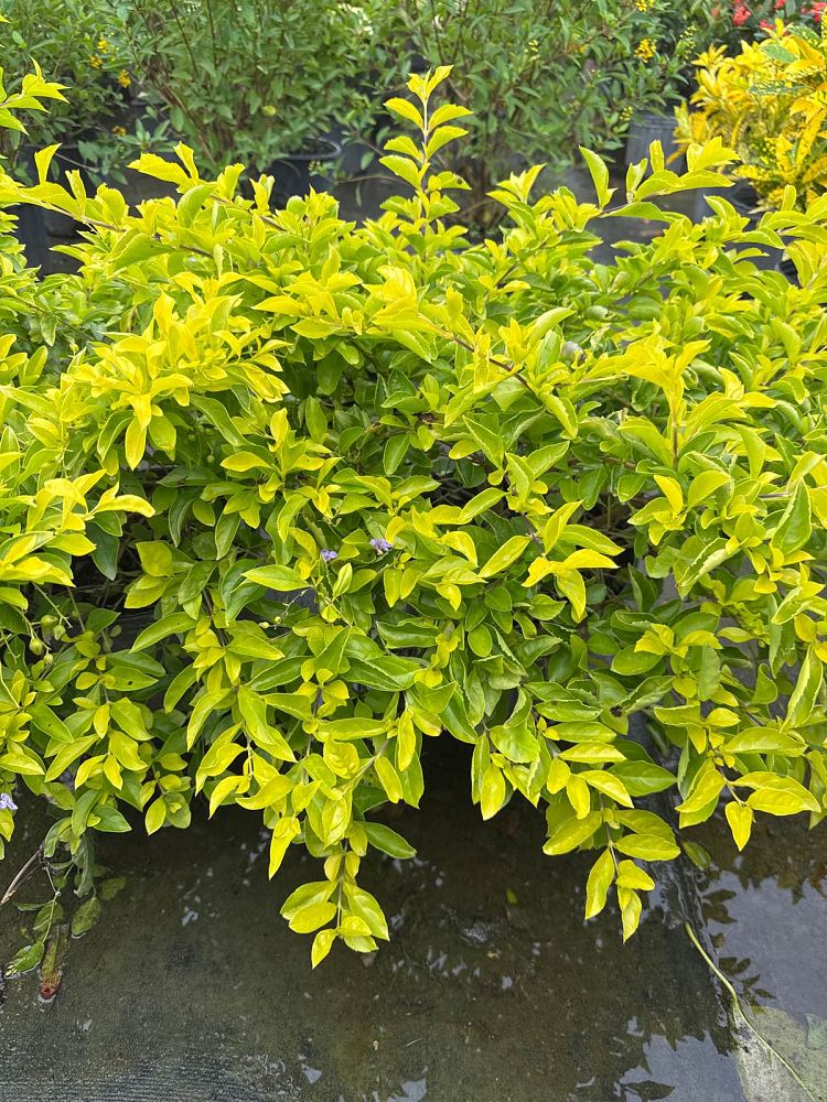 duranta-erecta-gold-mound-golden-dewdrop-duranta-repens
