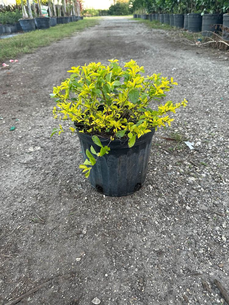 duranta-erecta-gold-mound-golden-dewdrop-duranta-repens