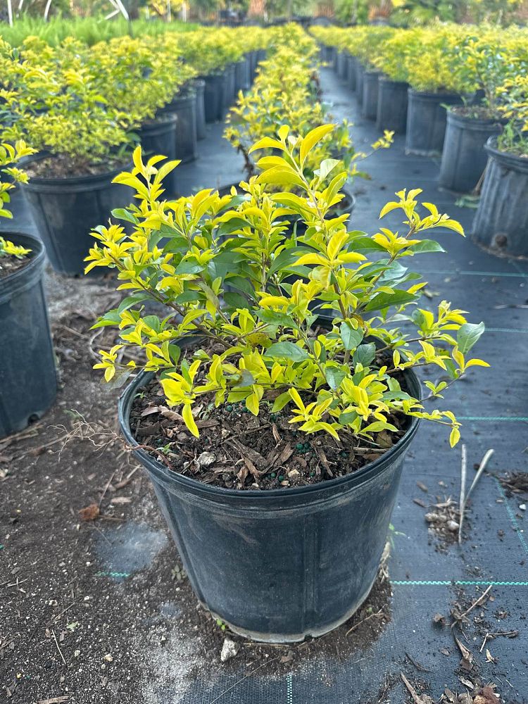 duranta-erecta-gold-mound-golden-dewdrop-duranta-repens