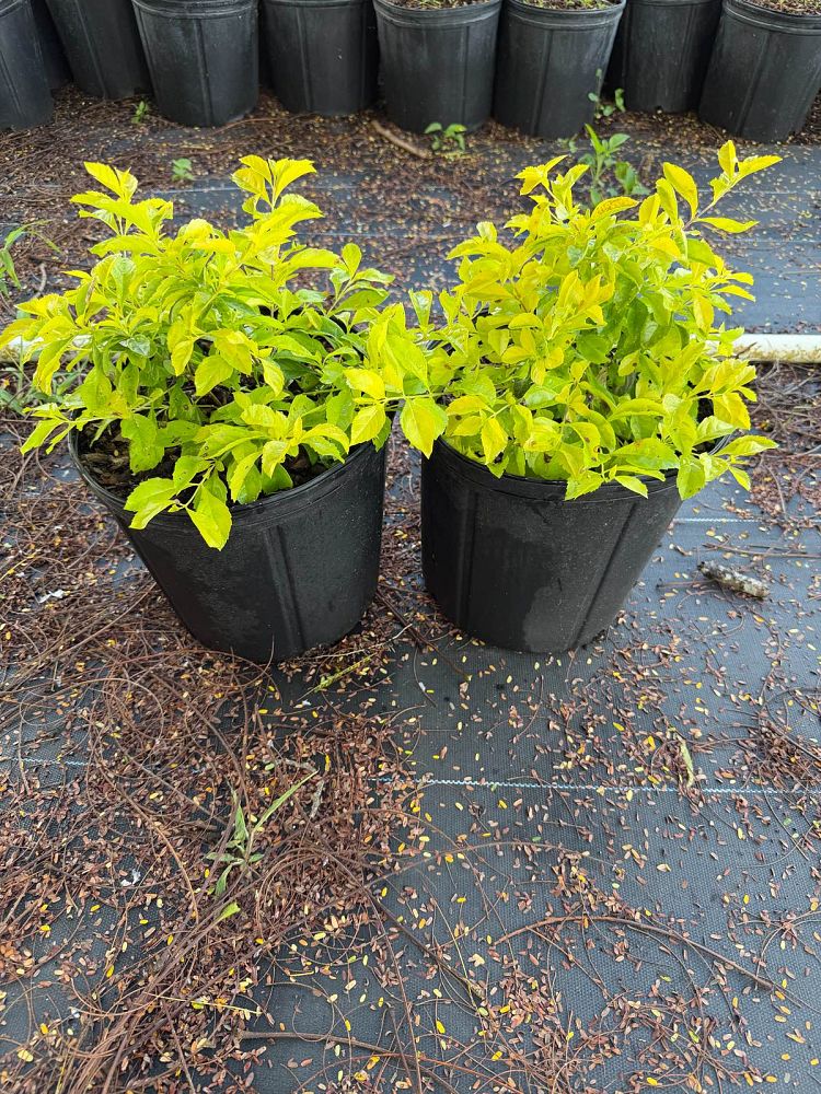 duranta-erecta-gold-mound-golden-dewdrop-duranta-repens