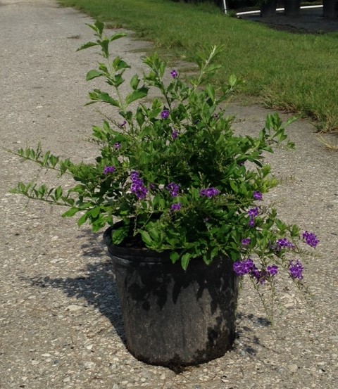 Burnett S Wholesale Nursery Plantant Com