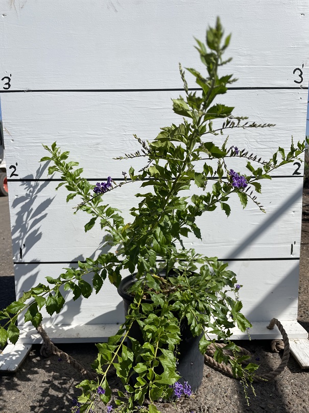 duranta-erecta-pigeon-berry-sky-flower-golden-dew-drop