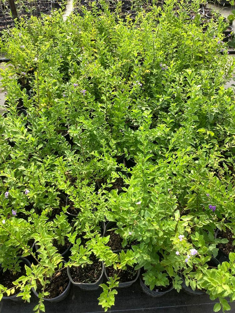 duranta-erecta-pigeon-berry-sky-flower-golden-dew-drop