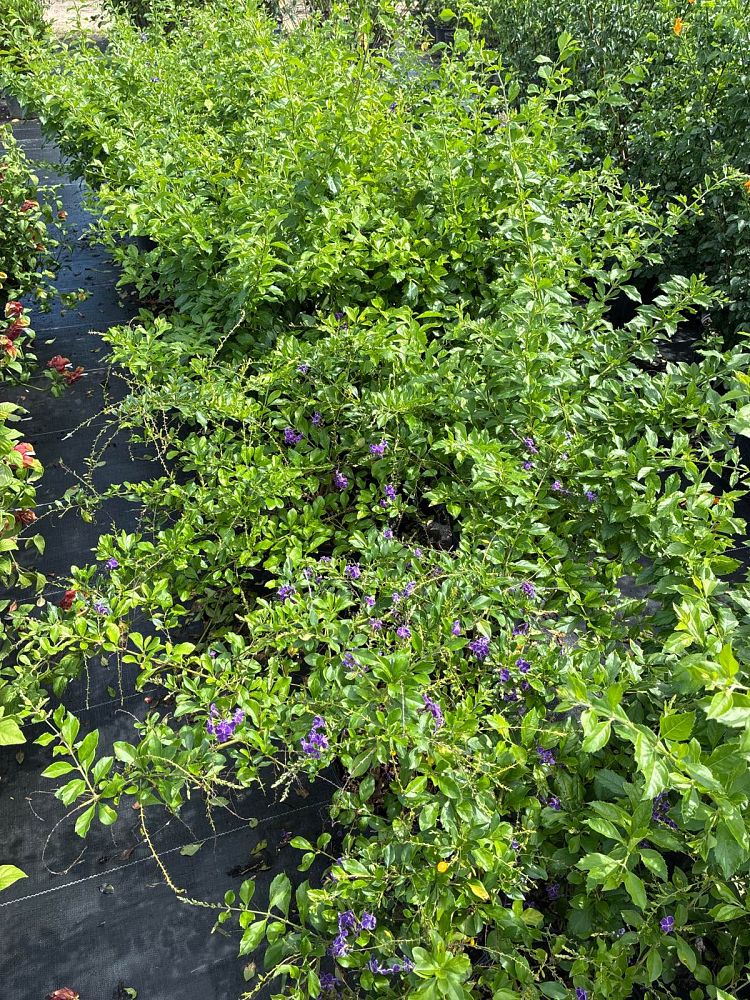 duranta-erecta-purple-shower-golden-dewdrop-duranta-repens