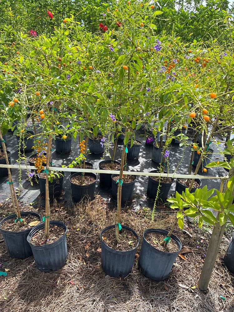 duranta-erecta-purple-shower-golden-dewdrop-duranta-repens