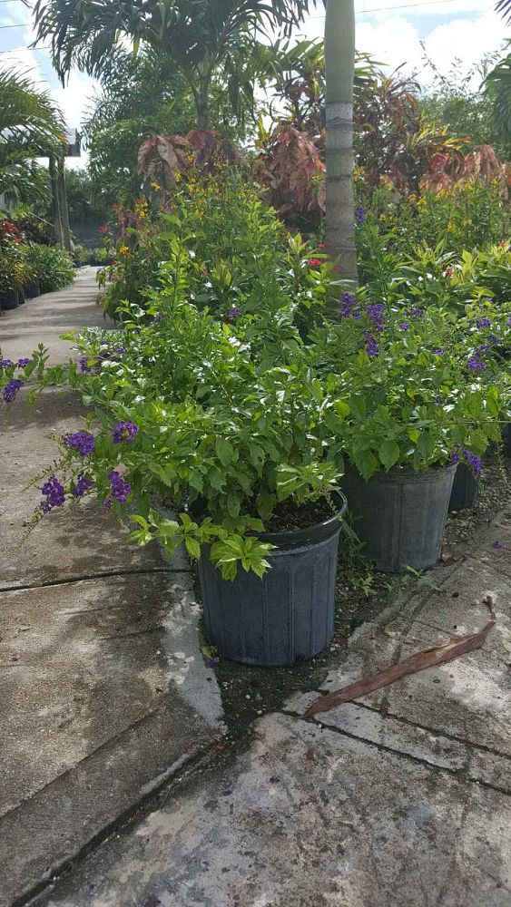 duranta-erecta-sapphire-showers-golden-dewdrop-duranta-repens-pigeon-berry-skyflower