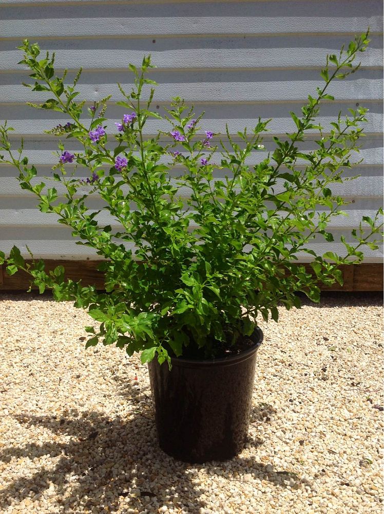 duranta-erecta-sapphire-showers-golden-dewdrop-duranta-repens-pigeon-berry-skyflower