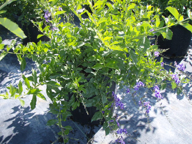 duranta-erecta-sapphire-showers-golden-dewdrop-duranta-repens-pigeon-berry-skyflower