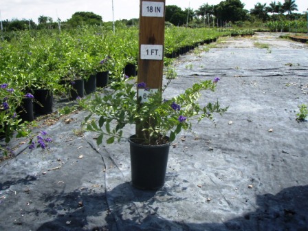 duranta-erecta-sapphire-showers-golden-dewdrop-duranta-repens-pigeon-berry-skyflower