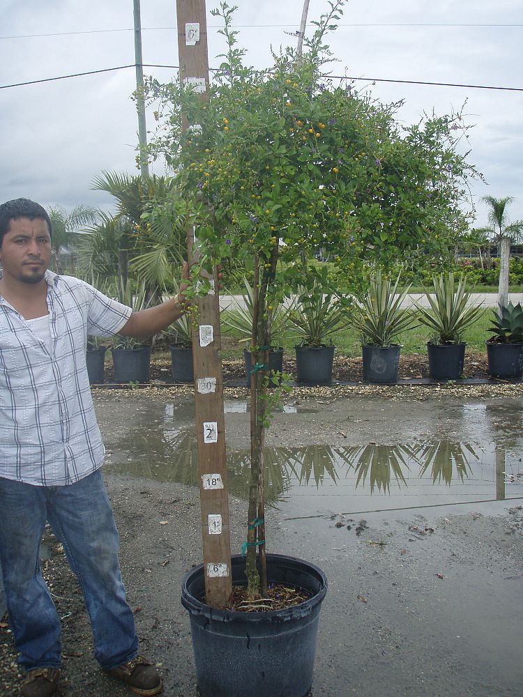 duranta-erecta-sapphire-showers-golden-dewdrop-duranta-repens-pigeon-berry-skyflower