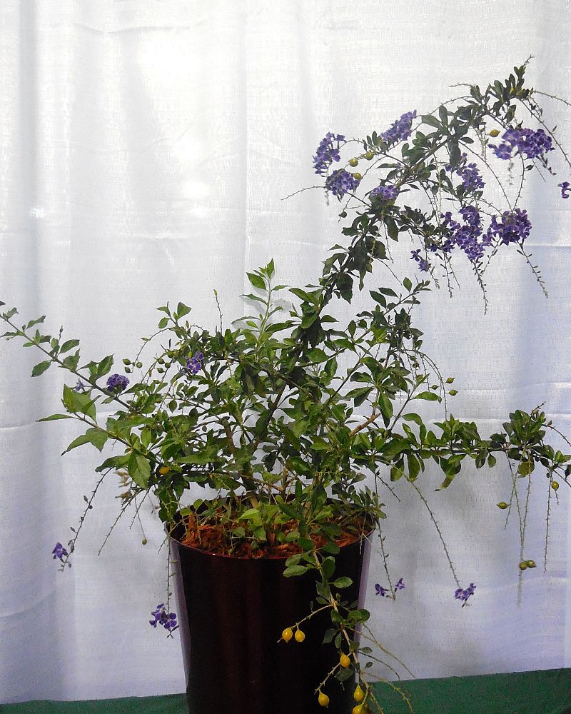 duranta-erecta-sapphire-showers-golden-dewdrop-duranta-repens-pigeon-berry-skyflower