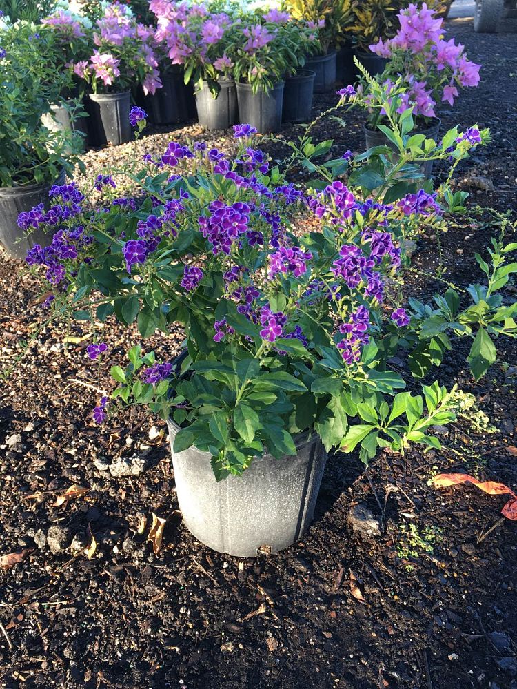 duranta-erecta-sapphire-showers-golden-dewdrop-duranta-repens-pigeon-berry-skyflower