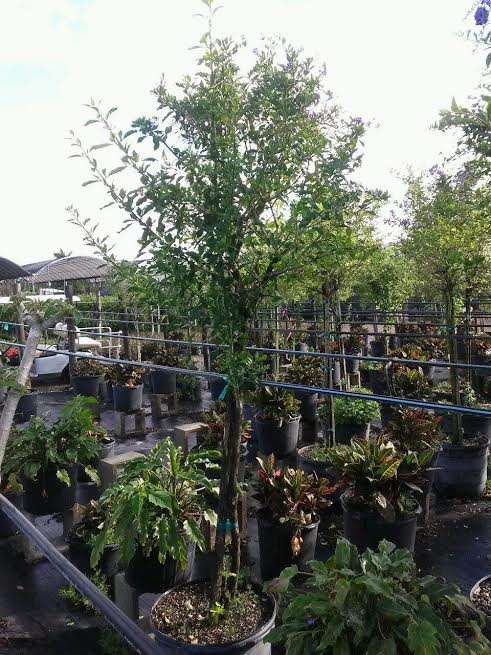duranta-erecta-sapphire-showers-golden-dewdrop-duranta-repens-pigeon-berry-skyflower
