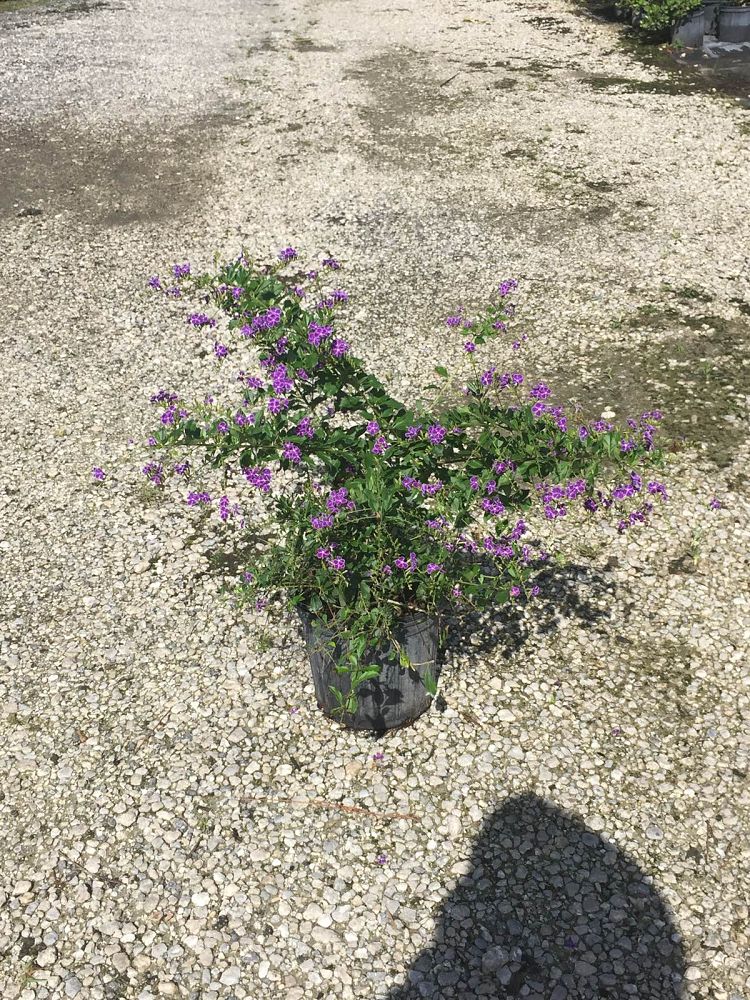 duranta-erecta-sapphire-showers-golden-dewdrop-duranta-repens-pigeon-berry-skyflower