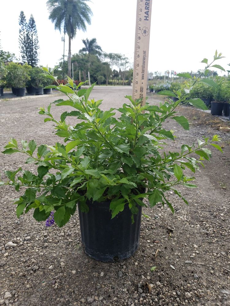duranta-erecta-sapphire-showers-golden-dewdrop-duranta-repens-pigeon-berry-skyflower