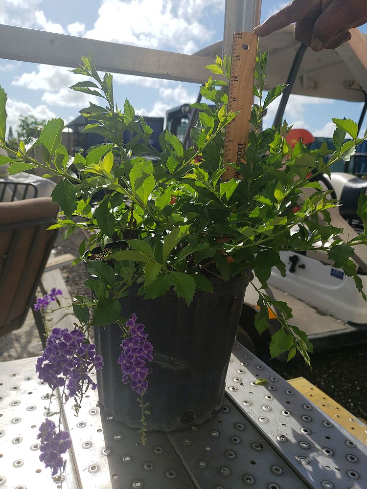 duranta-erecta-sapphire-showers-golden-dewdrop-duranta-repens-pigeon-berry-skyflower