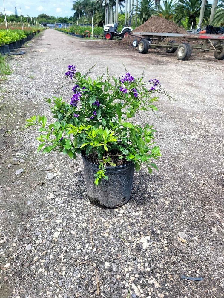 duranta-erecta-sapphire-showers-golden-dewdrop-duranta-repens-pigeon-berry-skyflower