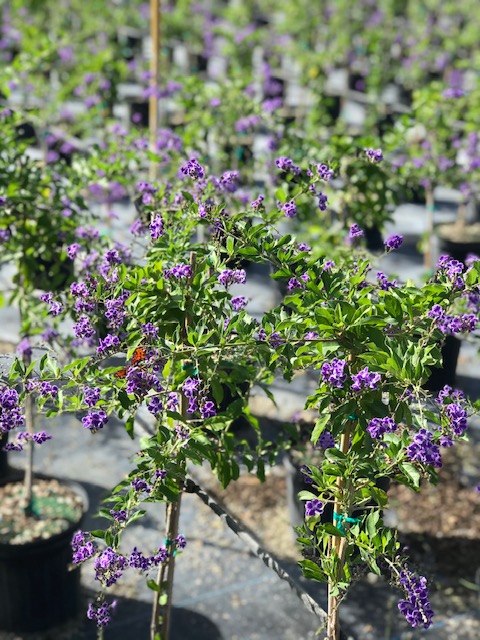 duranta-erecta-sapphire-showers-golden-dewdrop-duranta-repens-pigeon-berry-skyflower