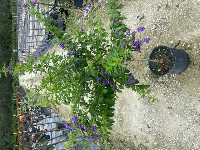 duranta-erecta-sapphire-showers-golden-dewdrop-duranta-repens-pigeon-berry-skyflower