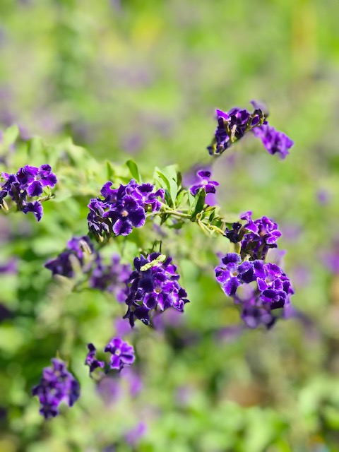 duranta-erecta-sapphire-showers-golden-dewdrop-duranta-repens-pigeon-berry-skyflower
