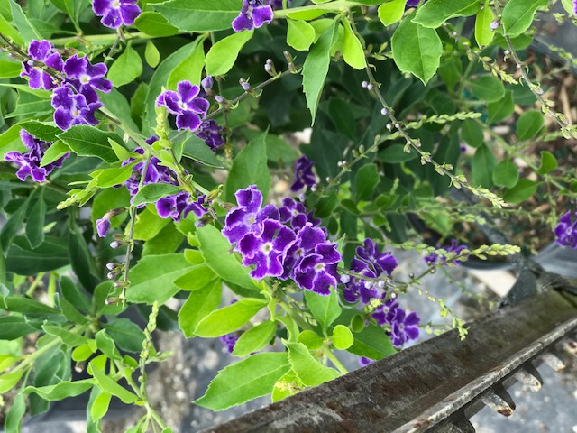 duranta-erecta-sapphire-showers-golden-dewdrop-duranta-repens-pigeon-berry-skyflower