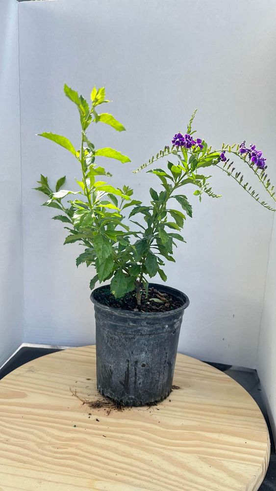 duranta-erecta-sapphire-showers-golden-dewdrop-duranta-repens-pigeon-berry-skyflower