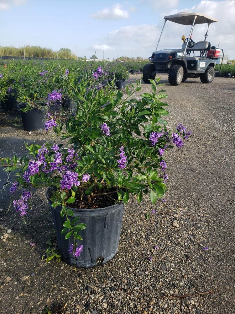 duranta-erecta-sapphire-showers-golden-dewdrop-duranta-repens-pigeon-berry-skyflower