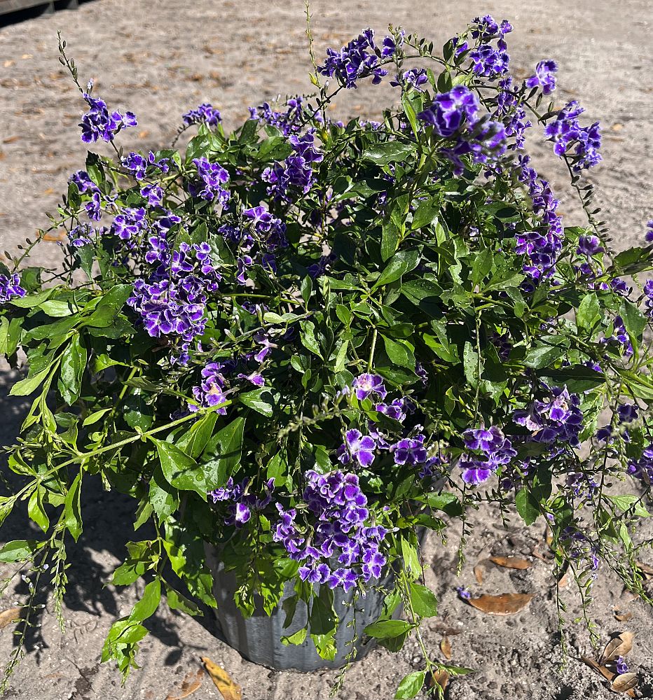 duranta-erecta-sapphire-showers-golden-dewdrop-duranta-repens-pigeon-berry-skyflower